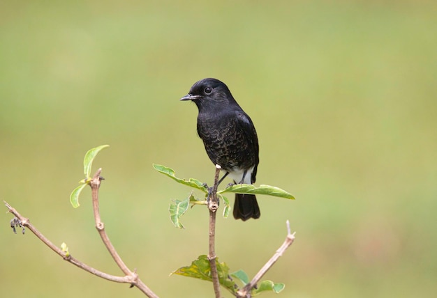 Pied bush chat sentado empoleirado em uma planta