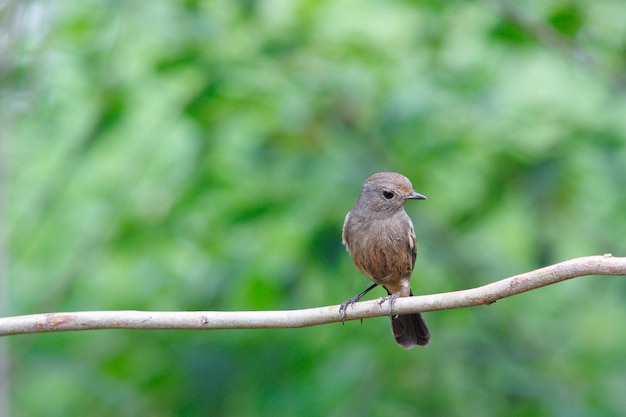 Pied Bushchat Saxicola caprata Hermosas hembras aves de Tailandia