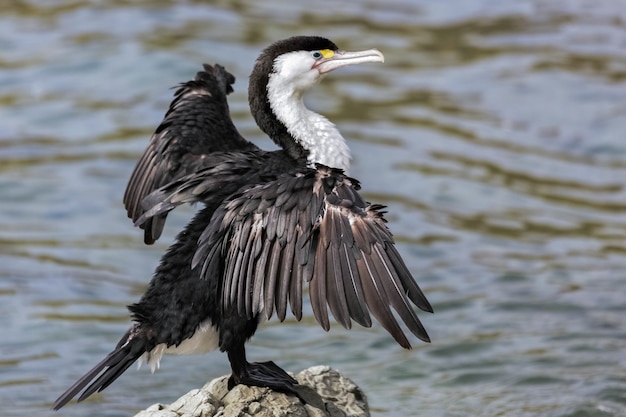 Pied cormorant (phalacrocorax varius)