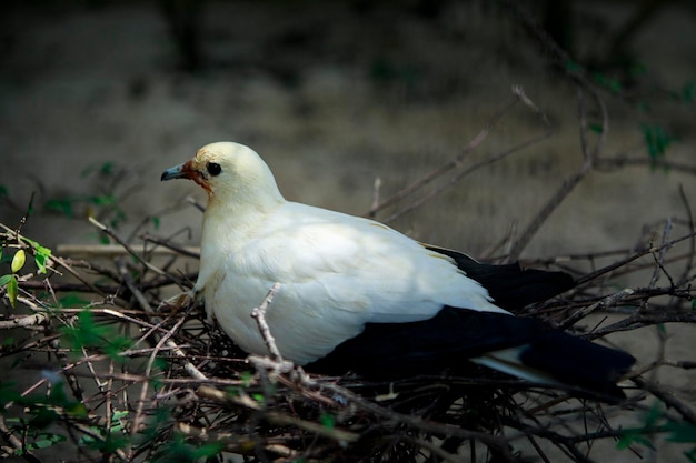 Pied imperial-pombo (ducula bicolor) chocando no ninho