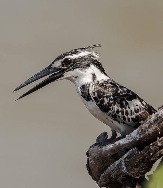 Pied Kingfisher auf Banch Tree