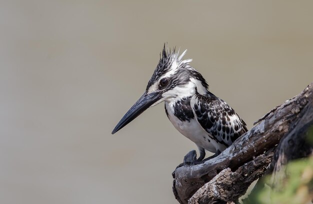 Pied Kingfisher en banch tree