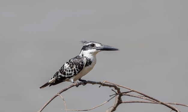 Pied Kingfisher en banch tree