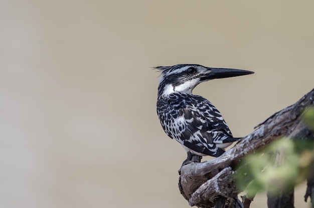 Pied Kingfisher en banch tree