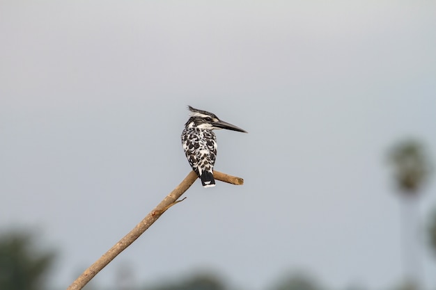 Pied Kingfisher empoleirado em um galho