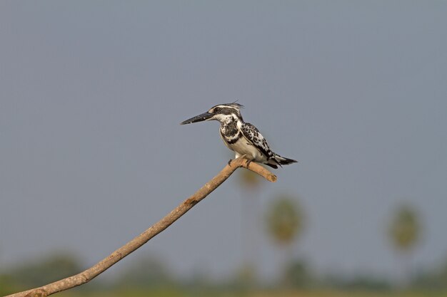 Pied Kingfisher empoleirado em um galho