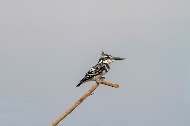 Pied Kingfisher empoleirado em um galho