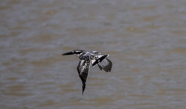 Pied Kingfisher flotando sobre el río en Tailandia