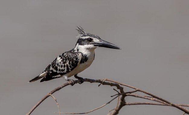 Pied Kingfisher na árvore de banco