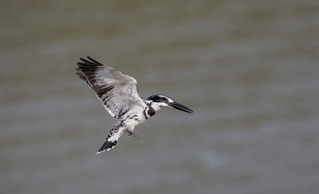 Pied Kingfisher schwebt über dem Fluss in Thailand