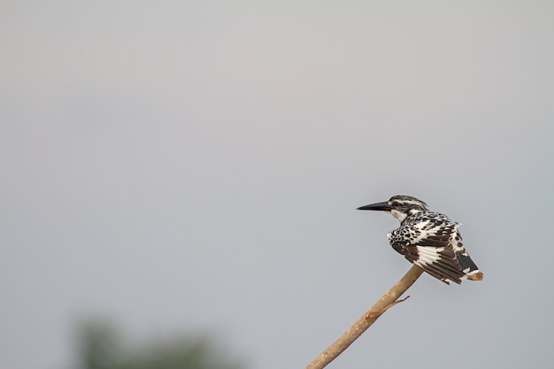 Foto pied kingfisher thront auf einem ast