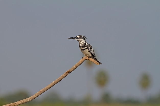 Pied Kingfisher thront auf einem Ast