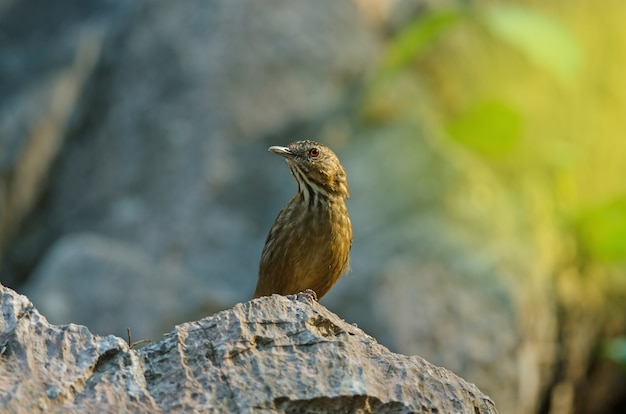 Piedra caliza wren-babbler