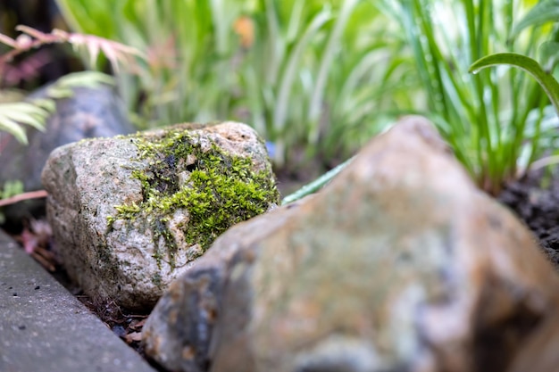 Piedra cubierta de musgo