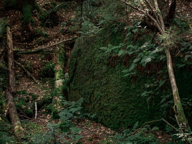 La piedra está cubierta de musgo y hay tres árboles muertos cerca.