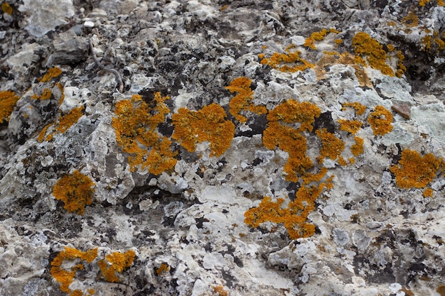 Piedra gris de fondo con liquen naranja u hongo closeup
