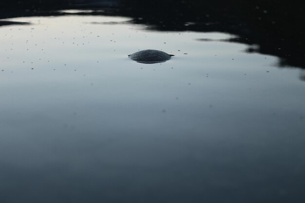 Foto piedra en un lago al atardecer