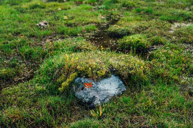 Piedra con liquen naranja en forma de corazón entre la flora silvestre de las tierras altas. Naturaleza escénica con exuberante vegetación alpina. Primer plano de pastos verdes vivos en las montañas.