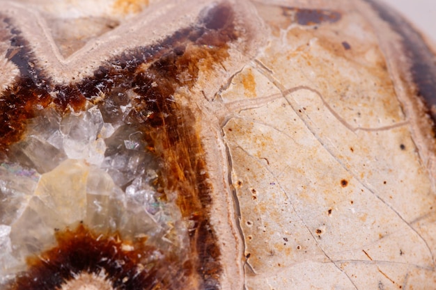 Foto piedra mineral macro simbirzit y septaria sobre fondo blanco