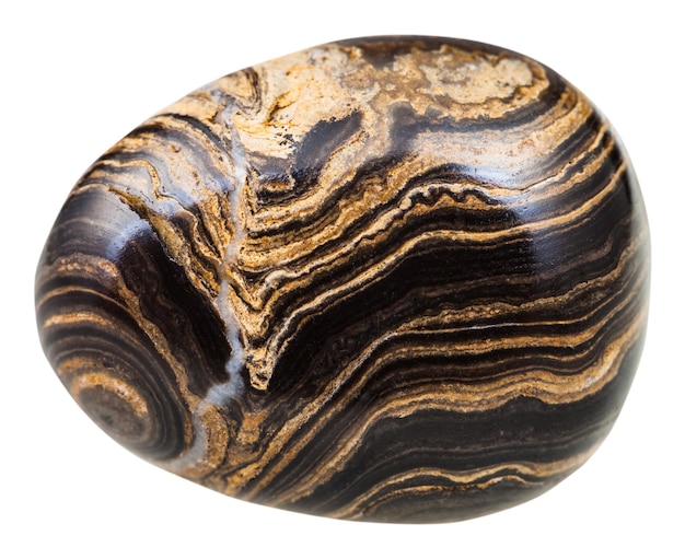 Piedra preciosa de estromatolita caída aislada en blanco