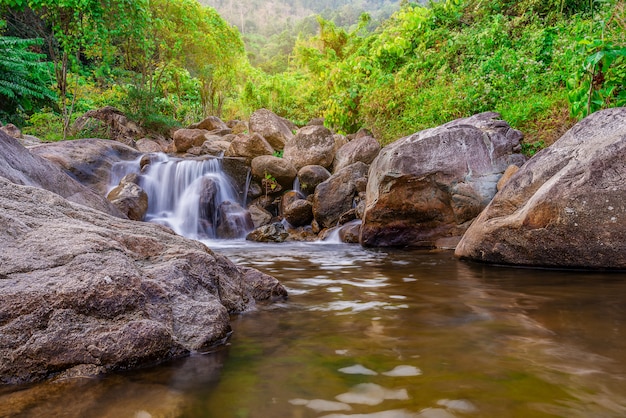 Piedra de río y árbol colorido, ver árbol de río de agua en bosque