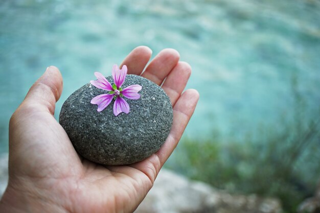 Piedra de río en mano con flor de malva