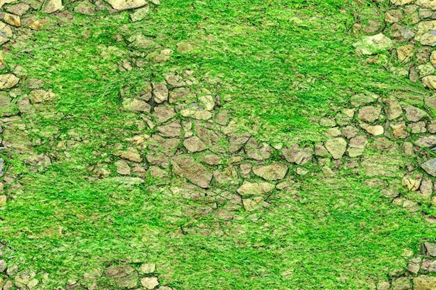 Foto piedra de roca con musgo sobre fondo natural de pavimento