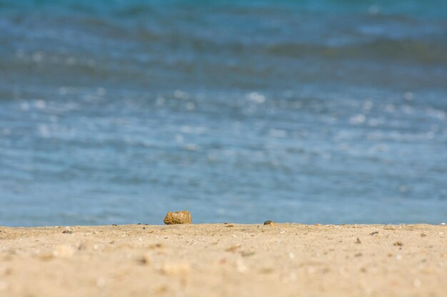 Piedra tirada en la playa de arena en el mar azul en egipto