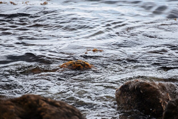 Piedras en el agua cubiertas de algas y musgo paisaje marino fondo de naturaleza