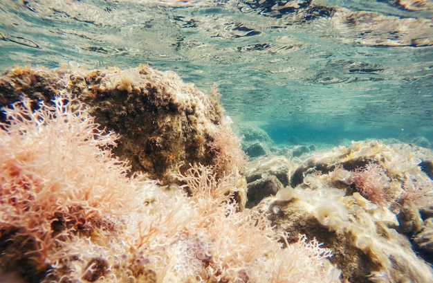 Piedras y algas bajo el agua Mundo de belleza