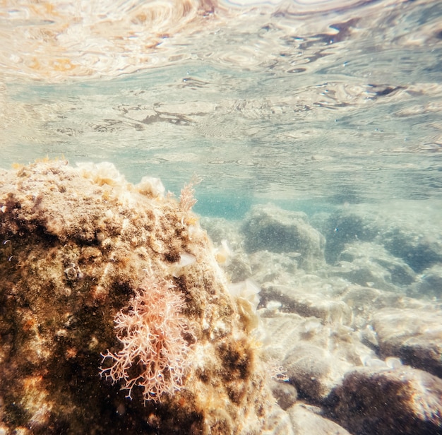 Piedras y algas bajo el agua Mundo de belleza