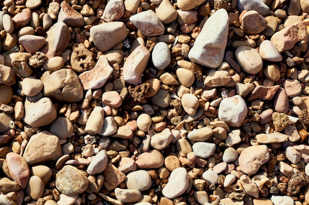 Piedras y conchas en la playa. Día soleado de verano