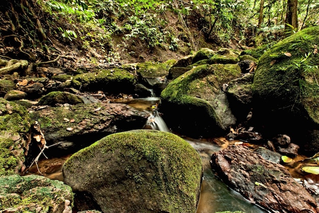 Piedras cubiertas de musgo por un arroyo en el bosque