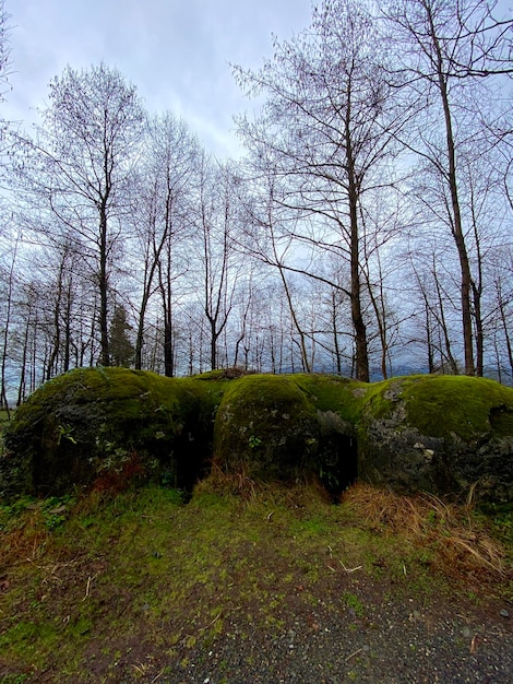 Piedras cubiertas de musgo contra un fondo de árboles