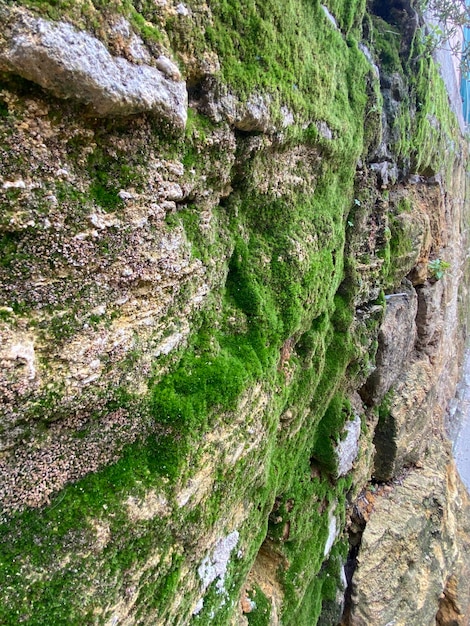 Piedras cubiertas de musgo salvaje al aire libre