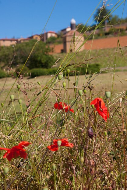 Foto piedras doradas beaujolais