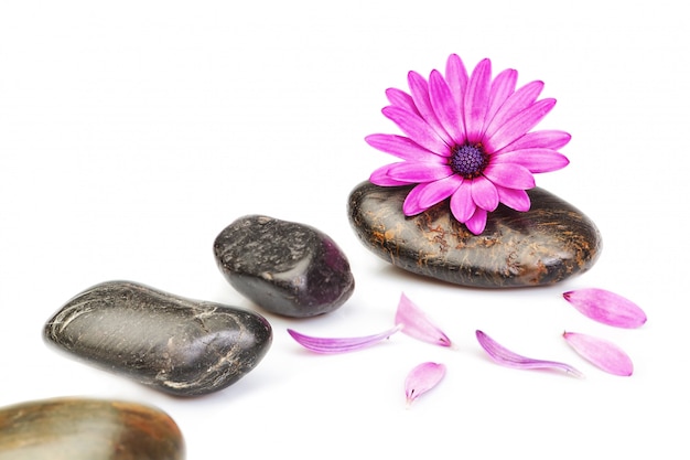 Piedras para masaje y osteospermum de flores sobre un fondo blanco para un spa.