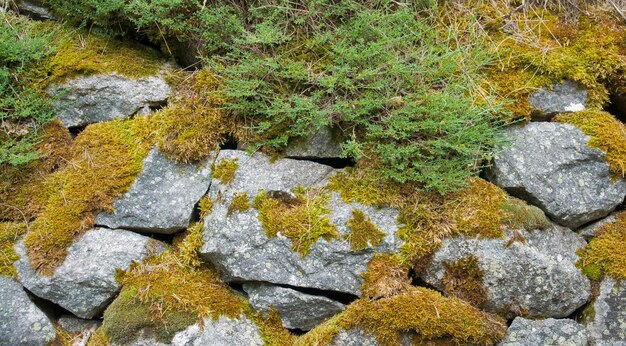 piedras de musgo