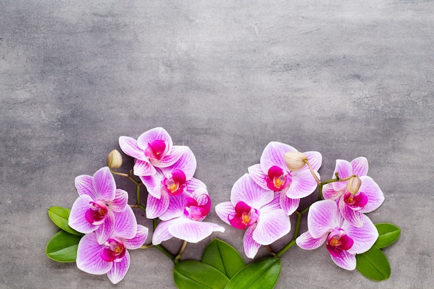 Foto piedras de orquídeas y spa