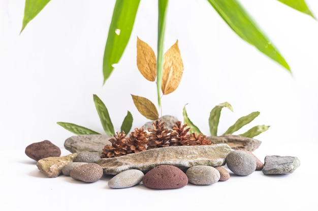 Piedras de río, hojas verdes con flores de pino sobre fondo blanco, perfectas para fondos de presentación de productos, pantallas y maquetas.