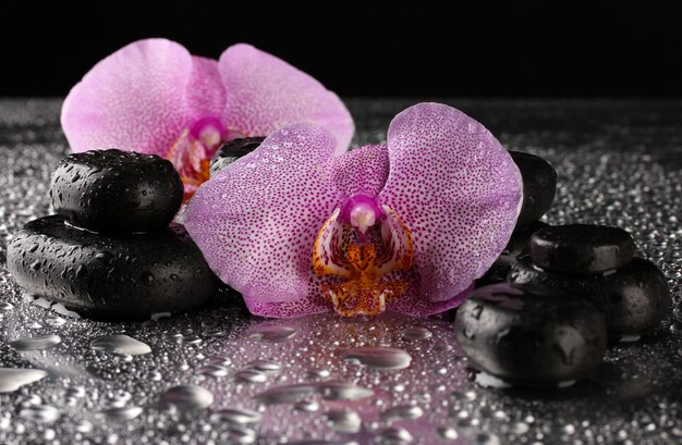 Piedras de spa y flor de orquídea sobre fondo gris húmedo