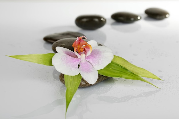 Piedras de spa con orquídeas aisladas en blanco