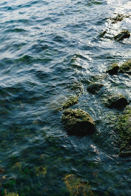 Dormitorio política subterraneo Piedras en la textura de la superficie del agua de musgo en agua de mar |  Foto Premium