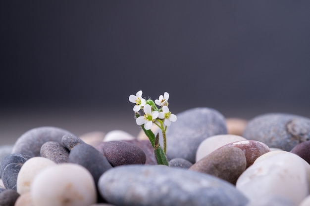 Piedras variadas con pequeña flor blanca