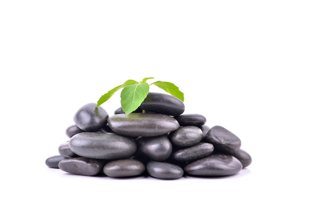 Piedras zen y plantas sobre el fondo blanco.