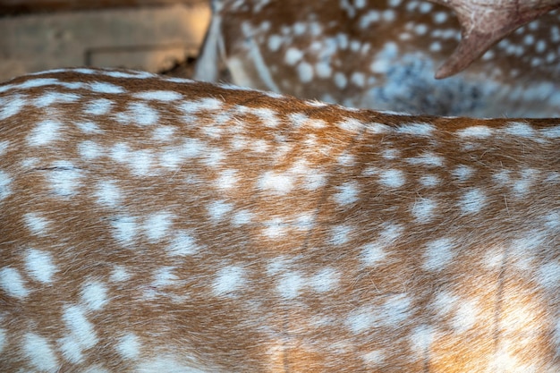 Piel de cervatillo de ciervo con mancha blanca Cervus elaphus fondo Cuero natural de mamífero salvaje