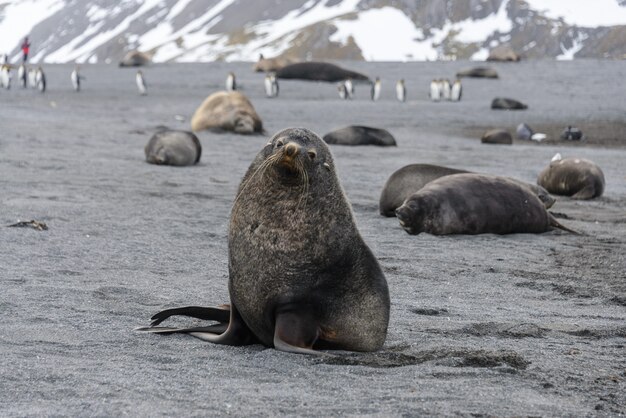 Piel de foca