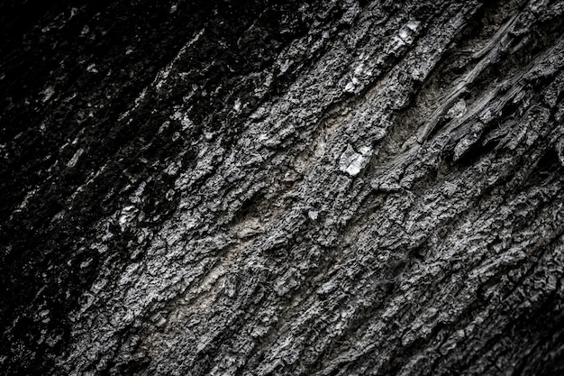 Piel grande del árbol del primer como fondo.