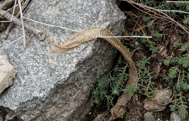 Piel de serpiente con cabeza en condiciones naturales