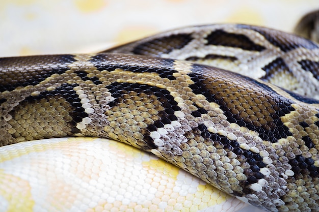 Foto piel de serpiente de cerca
